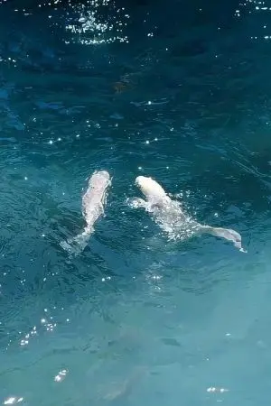 ปกนิยาย เพียงเมษา