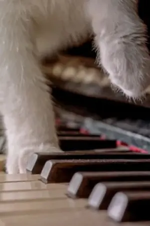 ปกนิยาย เพลงกับแมวน้อย