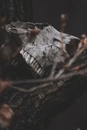 ปกนิยาย เอาชีวิตรอดที่ต่างโลก