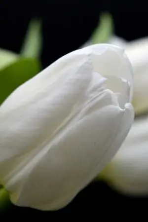 ปกนิยาย ยัยสวยกับนายตาตี๋