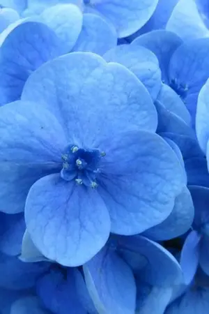 ปกนิยาย ❄️เธอ"คนนั้น"❄️