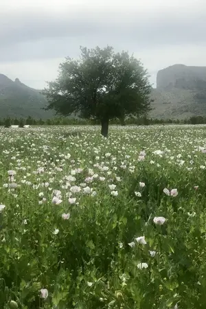 ปกนิยาย ร่วมเดินทางไปในเนเวอร์แลนด์