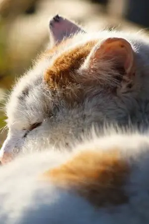 ปกนิยาย ชีวิตประจำวันที่ไม่เคยได้พักของผู้คุมสมดุลมือใหม่