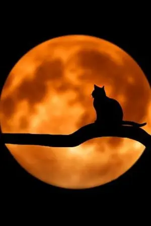 ปกนิยาย การเดินทางอันเป็นนิรันดร์สู่จุดสูงสุดแห่งสรรพสิ่ง