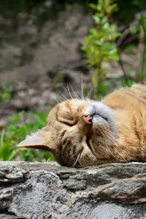 ปกนิยาย ดาวเคราะห์ดารากำเนิด