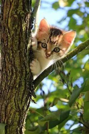 ปกนิยาย ข้าคือเต๋าสวรรค์แห่งหมื่นภพ