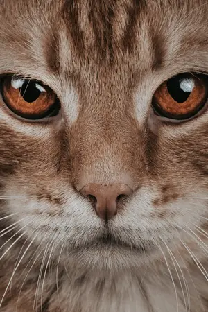 ปกนิยาย รหัสลับนัยน์ตาแมว (The Feline Eye Cipher)