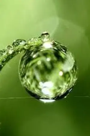 ปกนิยาย คลื่นความถี่ของน้ำค้าง