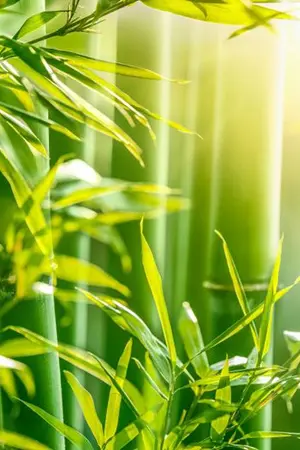 ปกนิยาย ความลับในดงไผ่