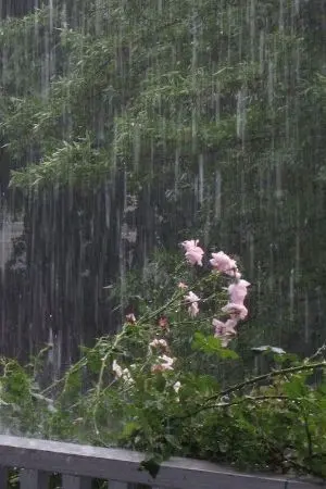 ปกนิยาย Fanfic KHR | บันทึกการเดินทางของยัยหนูคุมาโมริ  [ Reborn x oc ]