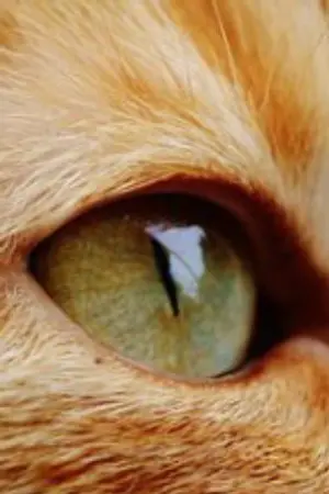 ปกนิยาย เนตรวงแหวนชั่วร้ายหรือไม่ (Douluo)