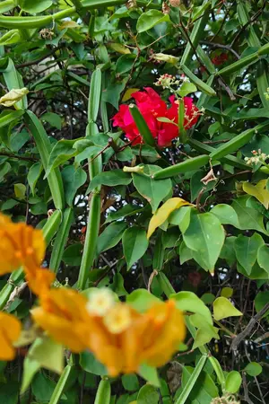 ปกนิยาย ฝ่าบาท! ปล่อยหม่อมฉันไปเถิดเพคะ