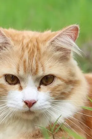 ปกนิยาย [fanfic : toriko] เกิดใหม่พร้อมระบบ แล้วทำไมต้องมาเป็นสัตว์เลี้ยงกันเล่า