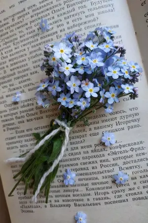 ปกนิยาย [Fic Classroom of the elite] ✧Don’t notice me✧ [??? X oc]