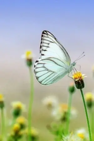 ปกนิยาย ้เลือกเกิดไม่ได้