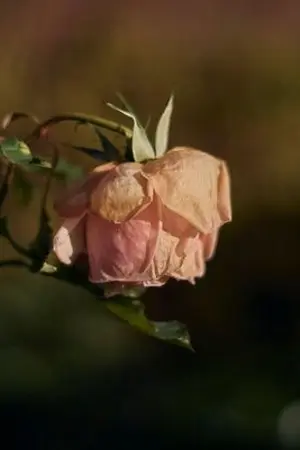 ปกนิยาย Can't be lover: วิวาห์ไร้รัก