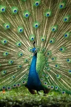 ปกนิยาย Lost memory