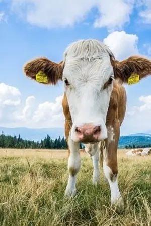 ปกนิยาย ...