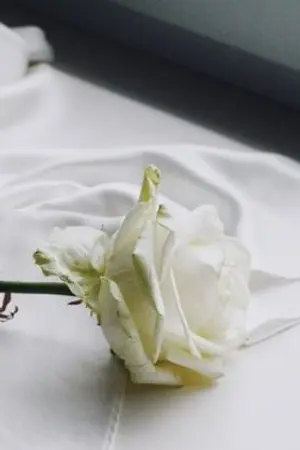 ปกนิยาย ลำนำกุหลาบขาว