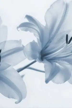 ปกนิยาย - ก่อนคำพิพากษา -