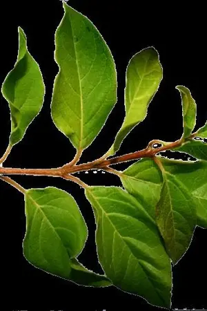 ปกนิยาย เรื่องลับสั้นๆ