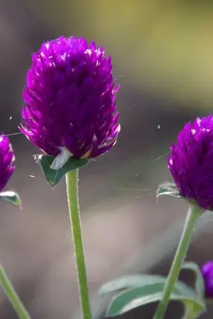 ปกนิยาย กู่ร้องก้องกังวาล