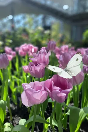 ปกนิยาย Butterfly ที่รัก