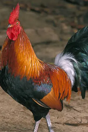 ปกนิยาย เกิดไหม่อีกครั้งทำไมต้องเป็นไก่