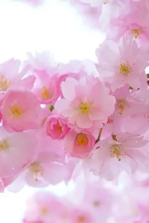 ปกนิยาย หัวใจที่หายไปในวันวาน