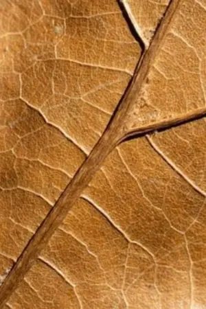 ปกนิยาย โรงละครฉากใหญ่ของตัวละครเอก