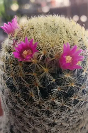 ปกนิยาย อภิภูทวงรัก