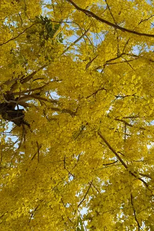 ปกนิยาย Last Friday: สุมิตรา