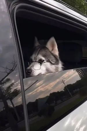 ปกนิยาย ภรรยาที่ไม่คาดฝันของโดมินิค