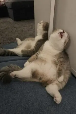 ปกนิยาย How is Done จะจบไม่จบไอดิน!