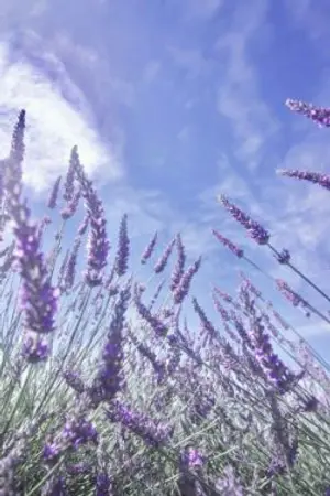 ปกนิยาย lavender...