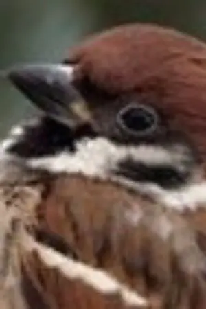 ปกนิยาย How to วิธีเลี้ยงนกฉบับเร่งด่วน!(ไม่ควรยึดตามวิธีนี้100%)