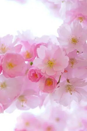 ปกนิยาย 梅露清天 ดอกเหมยผลิบานในแดนใหม่