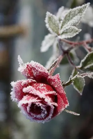 ปกนิยาย [ FIC : ATTACK ON TITAN ] FROZEN FLOWERS