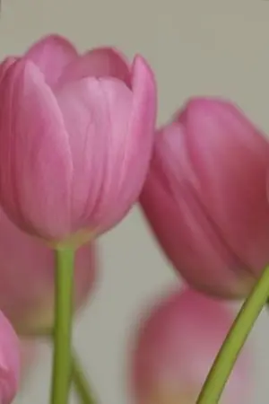 ปกนิยาย เกิดใหม่ 2510 (แบบร่าง)