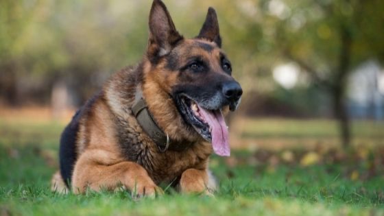 รูปภาพจาก Boxmeaww