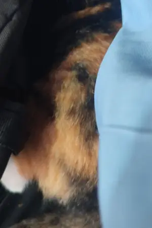 ปกนิยาย ขอ(Wish) #เปาไม่งอแง