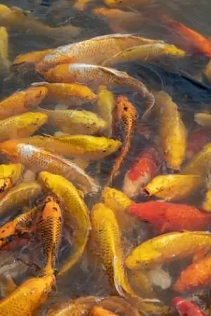 ปกนิยาย วันนี้คุณตื่นสาย