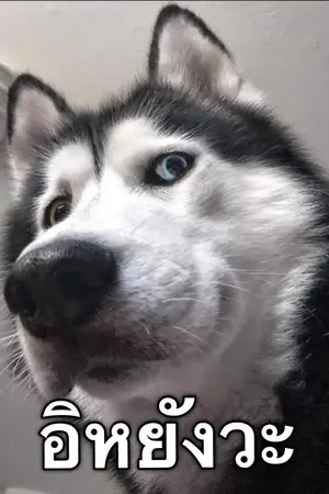 ปกนิยาย อิหยังวะ