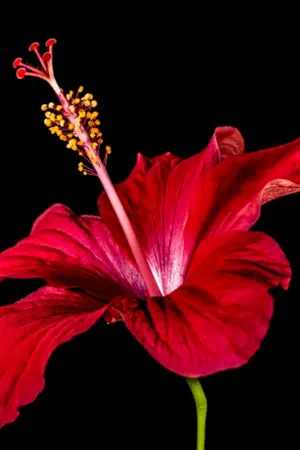 ปกนิยาย ปันเป็นคนโปรด(You’re My Home)