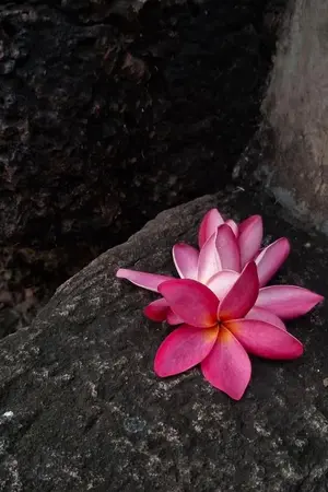 ปกนิยาย รอยฝันใต้แสงจันทร์