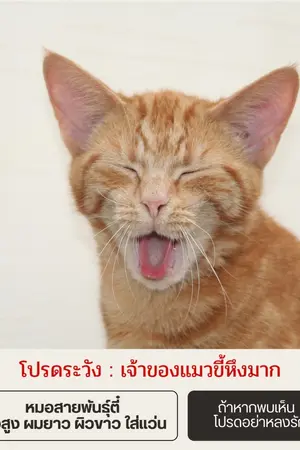 ปกนิยาย หมอ ฉัน แมว กับร้านกาแฟหน้าบ้าน