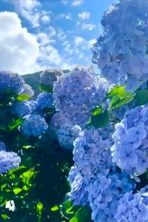 ปกนิยาย เด็กผู้หญิงในความทรงจำของชาติที่แล้ว