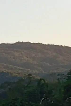 ปกนิยาย ป่าไม้อารมณ์ลื่น