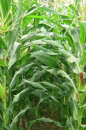 ปกนิยาย หลงหลงมังกรพฤกษาผู้น่ารัก