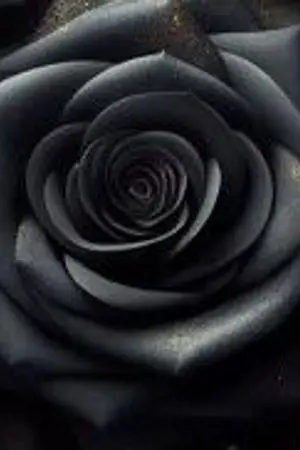 ปกนิยาย 黑玫瑰 กุหลาบดำ